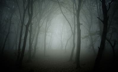 Hoia Baciu Forest