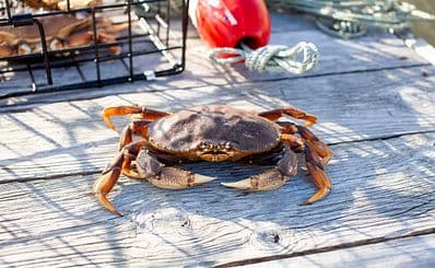 Dungeness Crab Trail