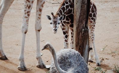 San Francisco Zoo
