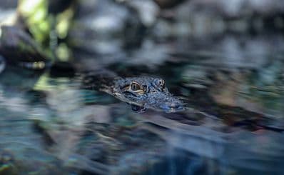 Canaveral Wildlife Tours