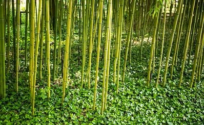 Jardin de Planbuisson