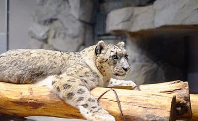 Sapporo Maruyama Zoo