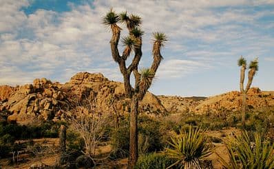Joshua Tree National Park