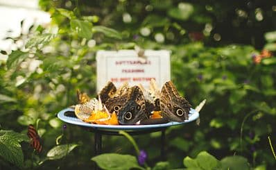 Butterfly Conservatory