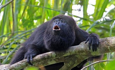 Chorcha Monkey Reserve