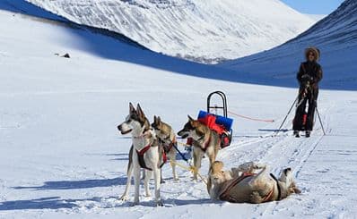 Dog Sledding