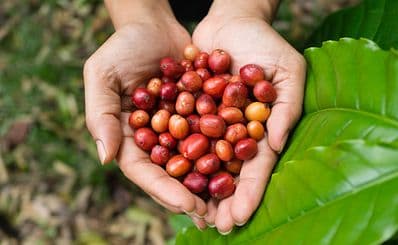 Saffron Coffee