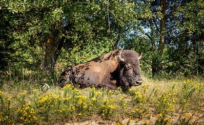 Shelby Farms Park