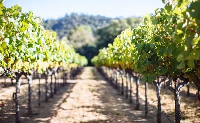 Taste of Sonoma — Sonoma Wine Country Weekend (September)