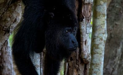Community Baboon Sanctuary