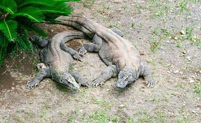 The Amazing Taman Safari Bali