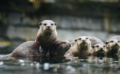 WWT London Wetland Centre