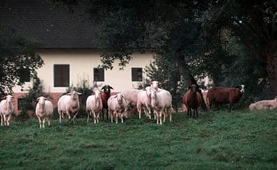 Farm Boutique at Bårarps loge