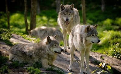 Saint Francis Wolf Sanctuary