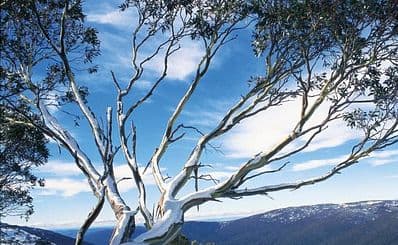 Selwyn Snow Resort
