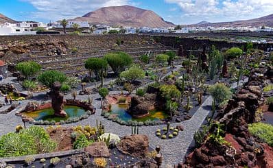 Cactus Garden