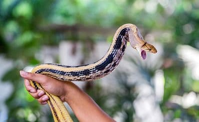 Snake Farm