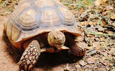 Happy Hollow Park & Zoo