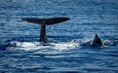 Whale Watching