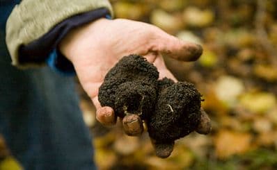 Truffle Festival