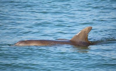 Dolphin & Nature Tour