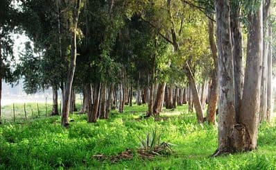 Path of the Eucalyptus
