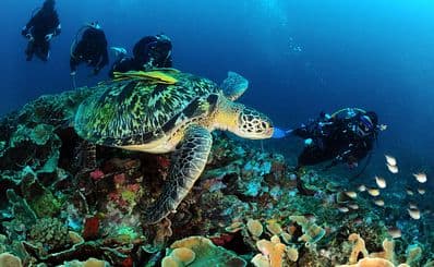 Dive Fest