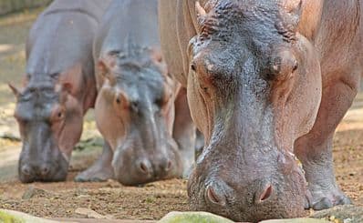 Thiruvananthapuram Zoological Park