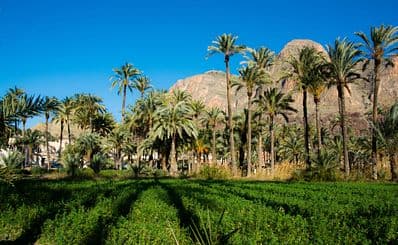 Palmeral de Orihuela