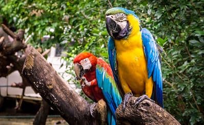Parrot Jungle Island
