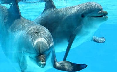 Dolphin Island Park