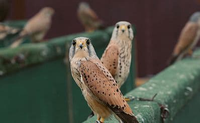 Bird spotting