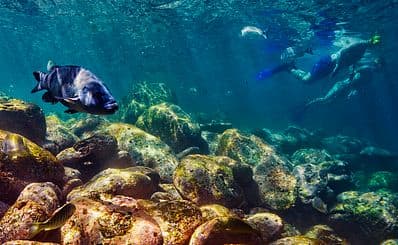 Snorkelling in Sydney