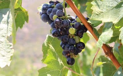 Douloufakis Winery
