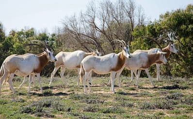 Souss-Massa National Park