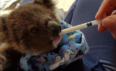 Koala Conservation Hospital
