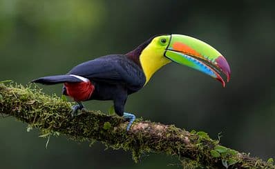 Parrot Mountain & Gardens