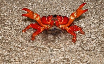 Red Crab Migration