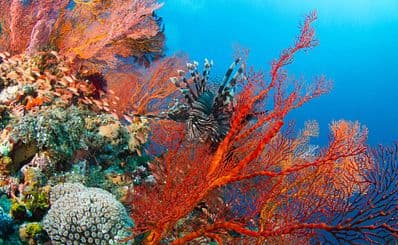 Coral Museum