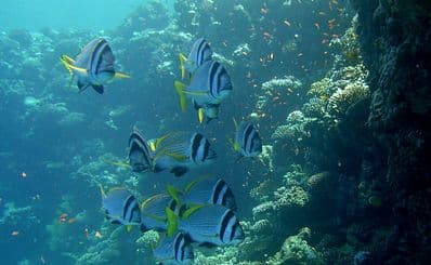 Lighthouse Reef