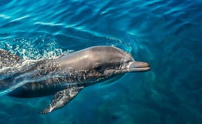 Dingle Dolphin Boat Tours