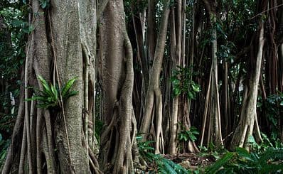 Rockhampton Botanic Gardens and Zoo