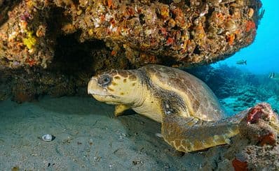 Loggerhead Marinelife Center