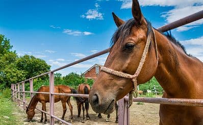 HorseWorld