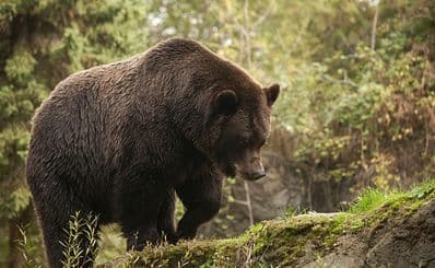 Woodland Park Zoo