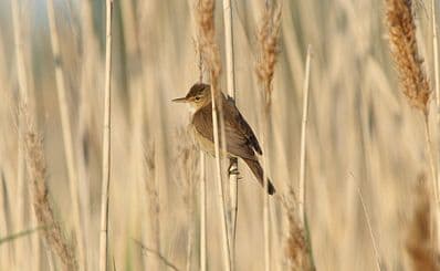 Getterön Nature Reserve — a Bird Sanctuary