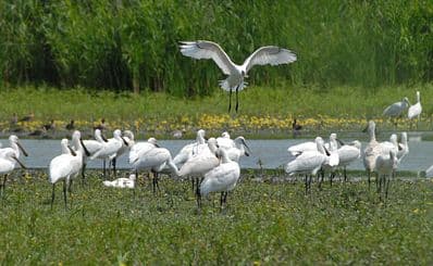 Hortobágy Bird Park