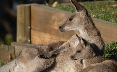 Kangaroo Sanctuary