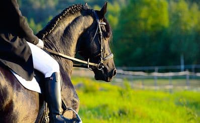 Porter Mountain Stables