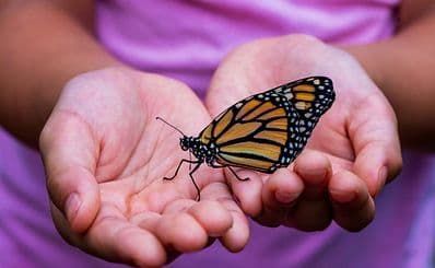 Coffs Harbour Butterfly House